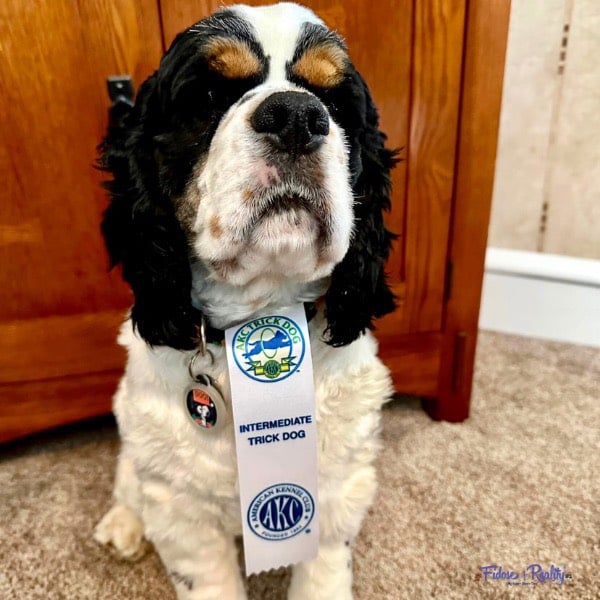 Pinecliff Cockers Do It All! Download 65