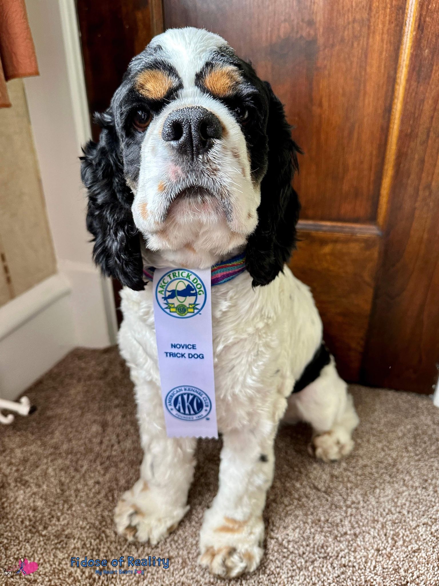 Pinecliff Cockers Do It All! Download 66