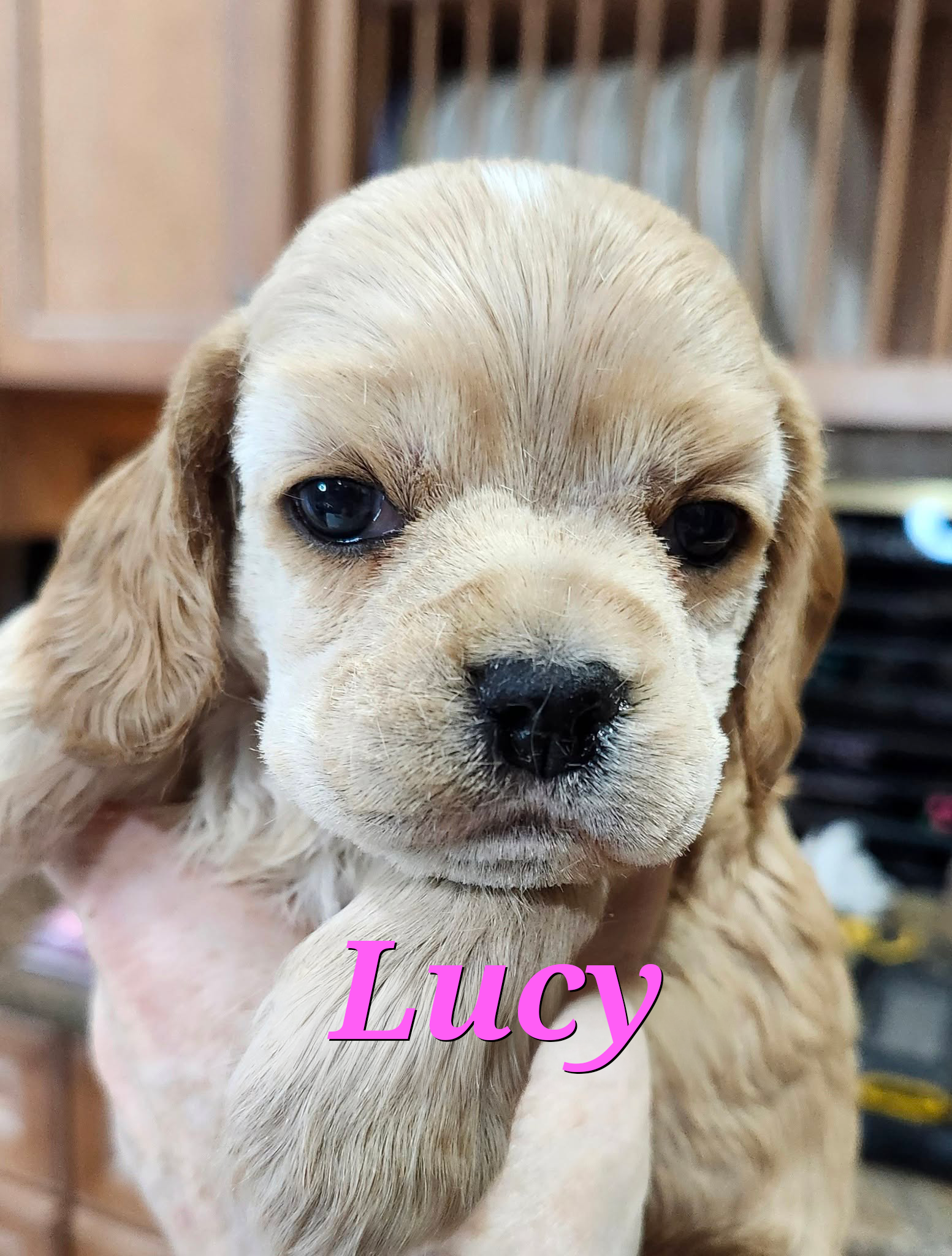 Pinecliff Prospects Lucy Degisti