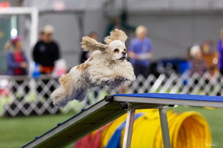 Pinecliff Cockers Do It All! download (58)