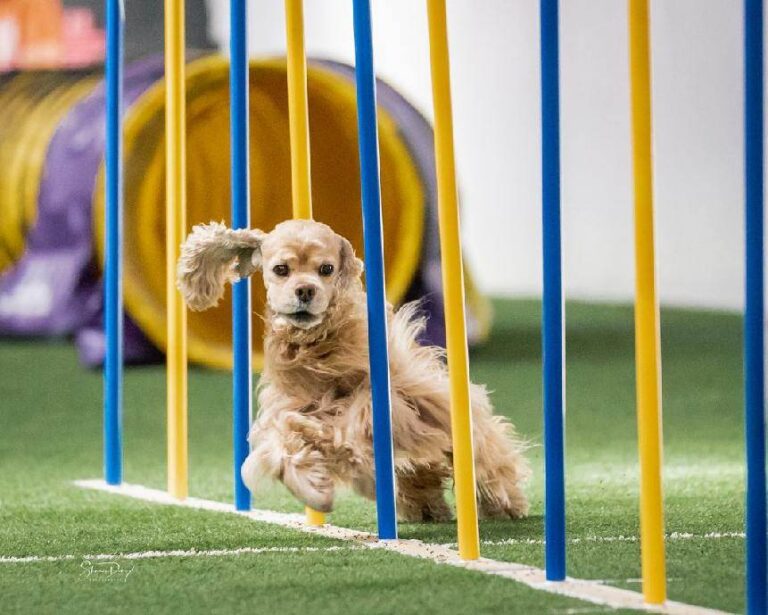 Pinecliff Cockers Do It All! download (59)