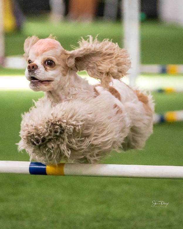 Pinecliff Cockers Do It All! download (60)