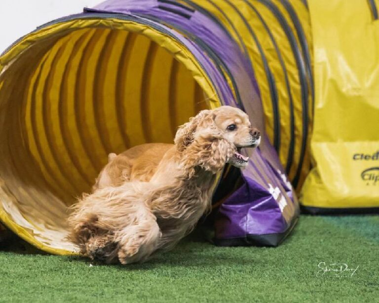 Pinecliff Cockers Do It All! download (61)