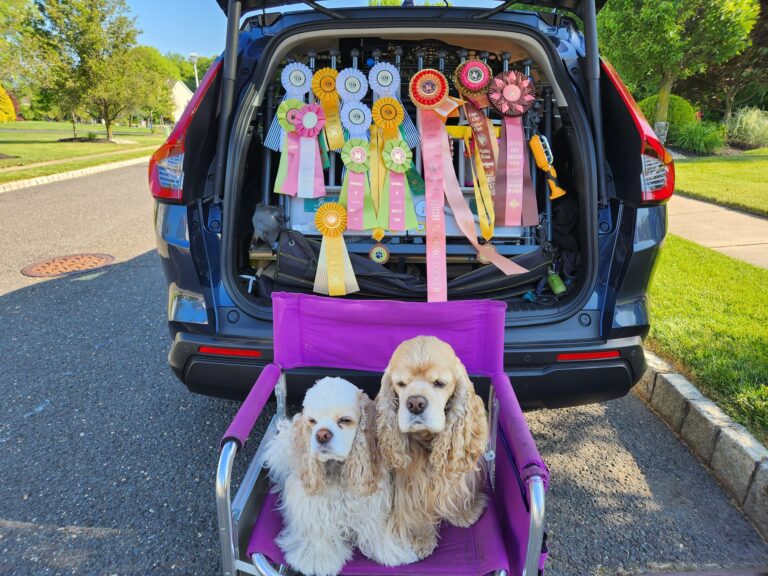 Pinecliff Cockers Do It All! download (63)