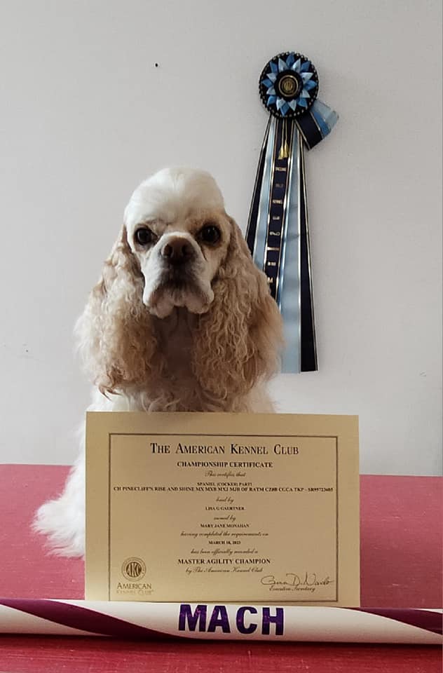 Pinecliff Cockers Do It All! download (64)