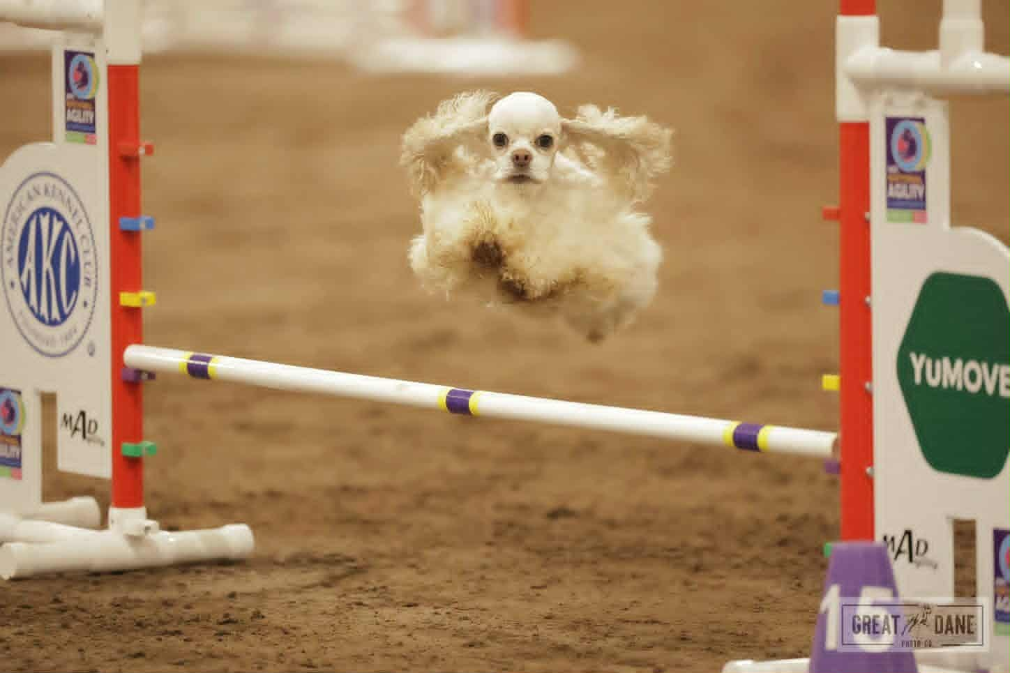 Pinecliff Cockers Do It All! image (5)