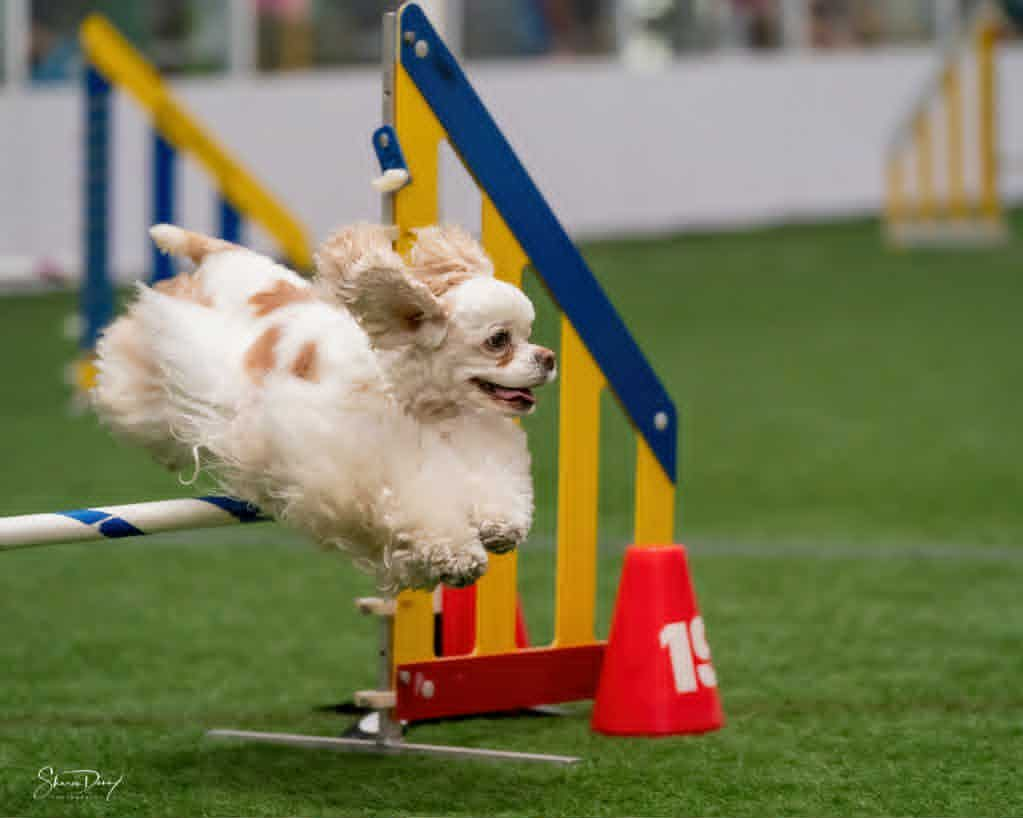 Pinecliff Cockers Do It All! image (6)