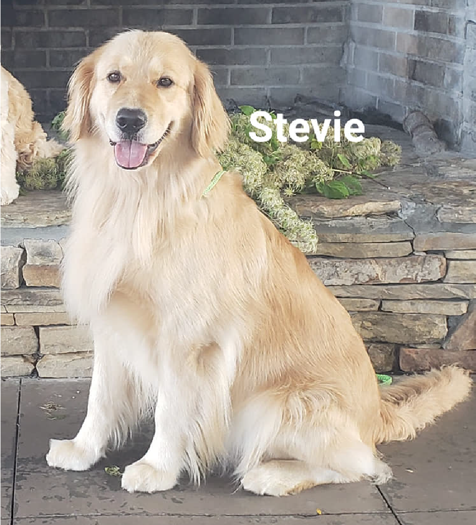 stevie