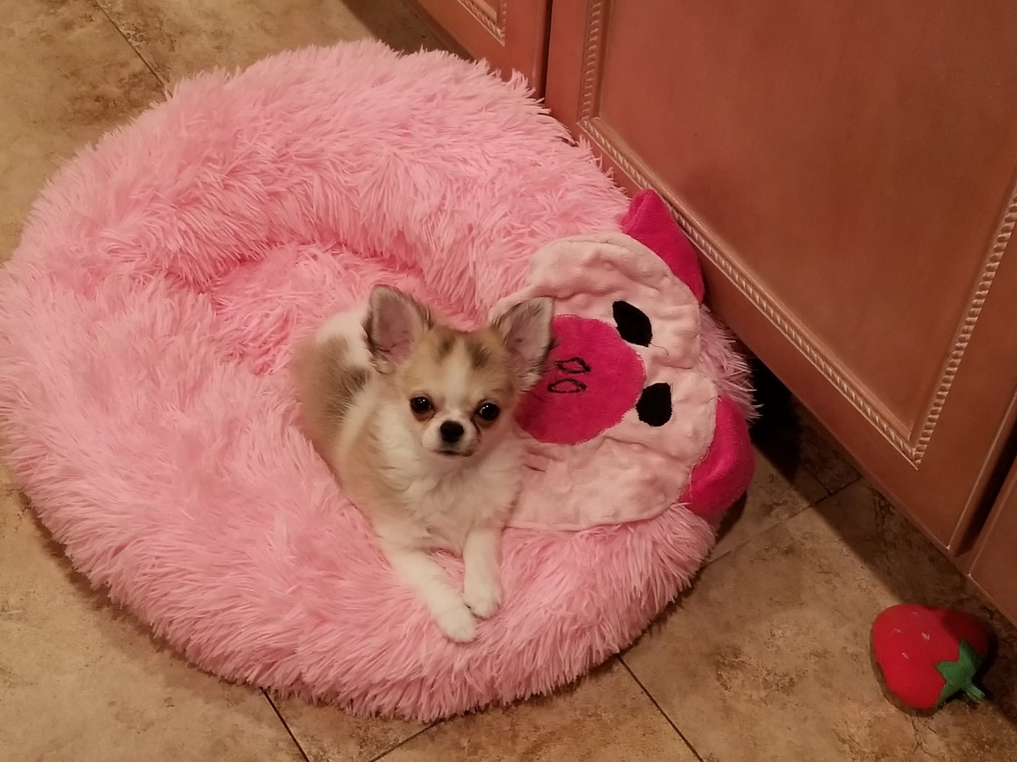 The Chihuahua Nursery whatsapp image 2025 10 07 at 19.50.30 cf6071a8