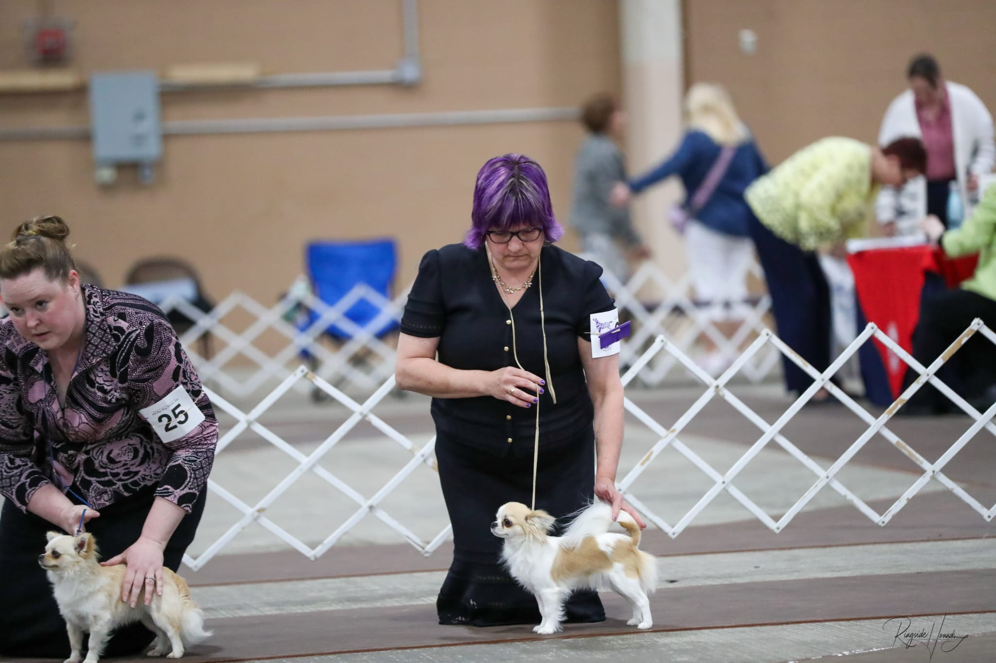 The Chihuahua Nursery whatsapp image 2025 10 07 at 19.51.36 71eb2c13